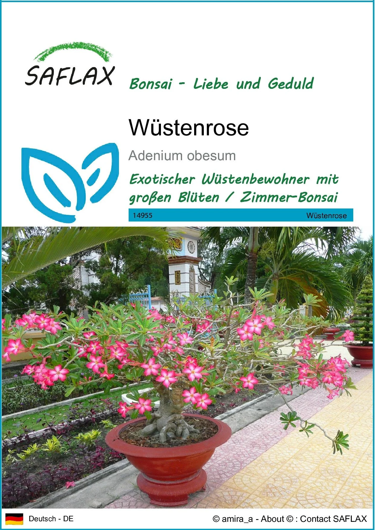 SAFLAX Wüstenrose Samen Adenium obesum Blumensamen