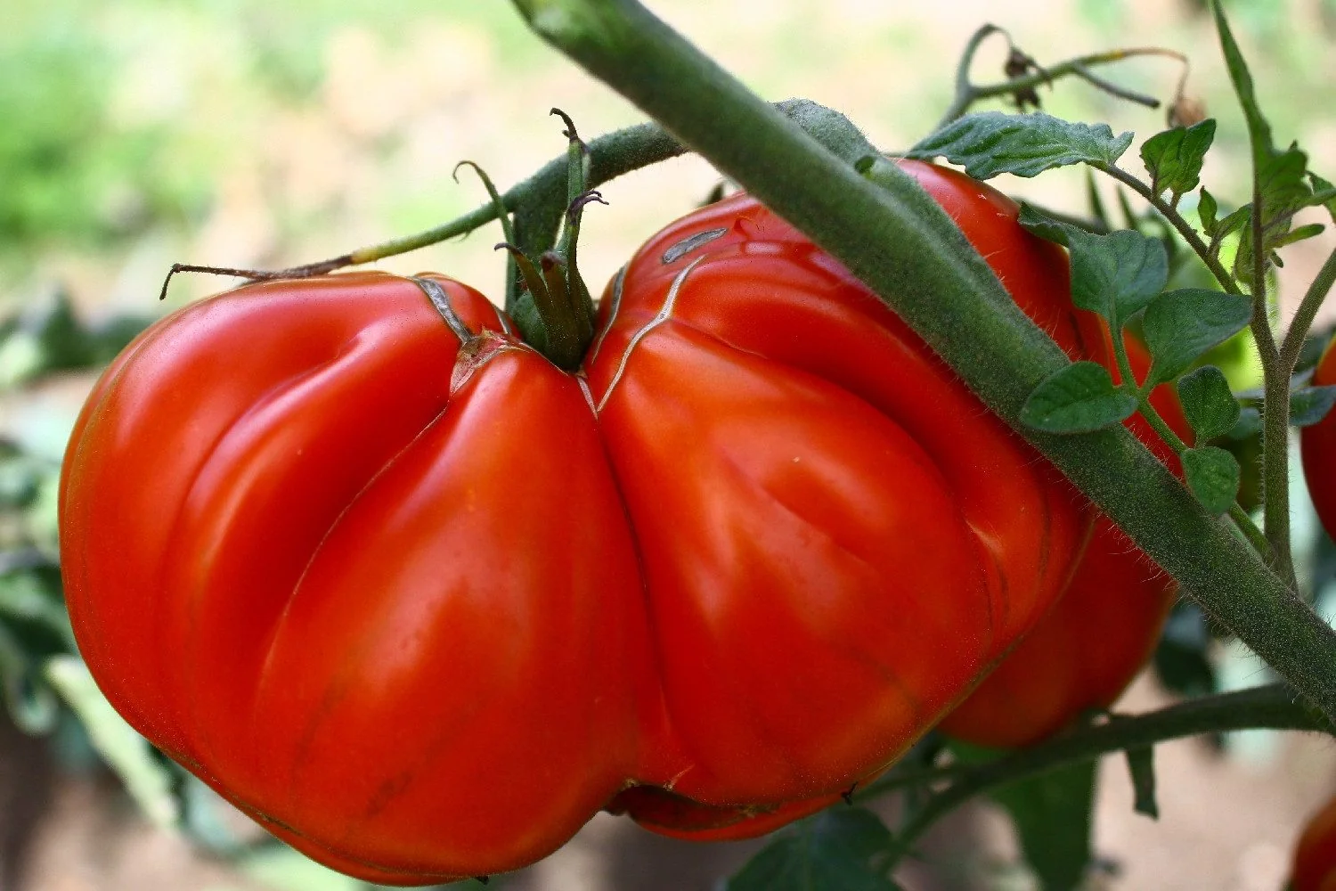 SAFLAX BIO Tomatensamen Ochsenherz Fleischtomate