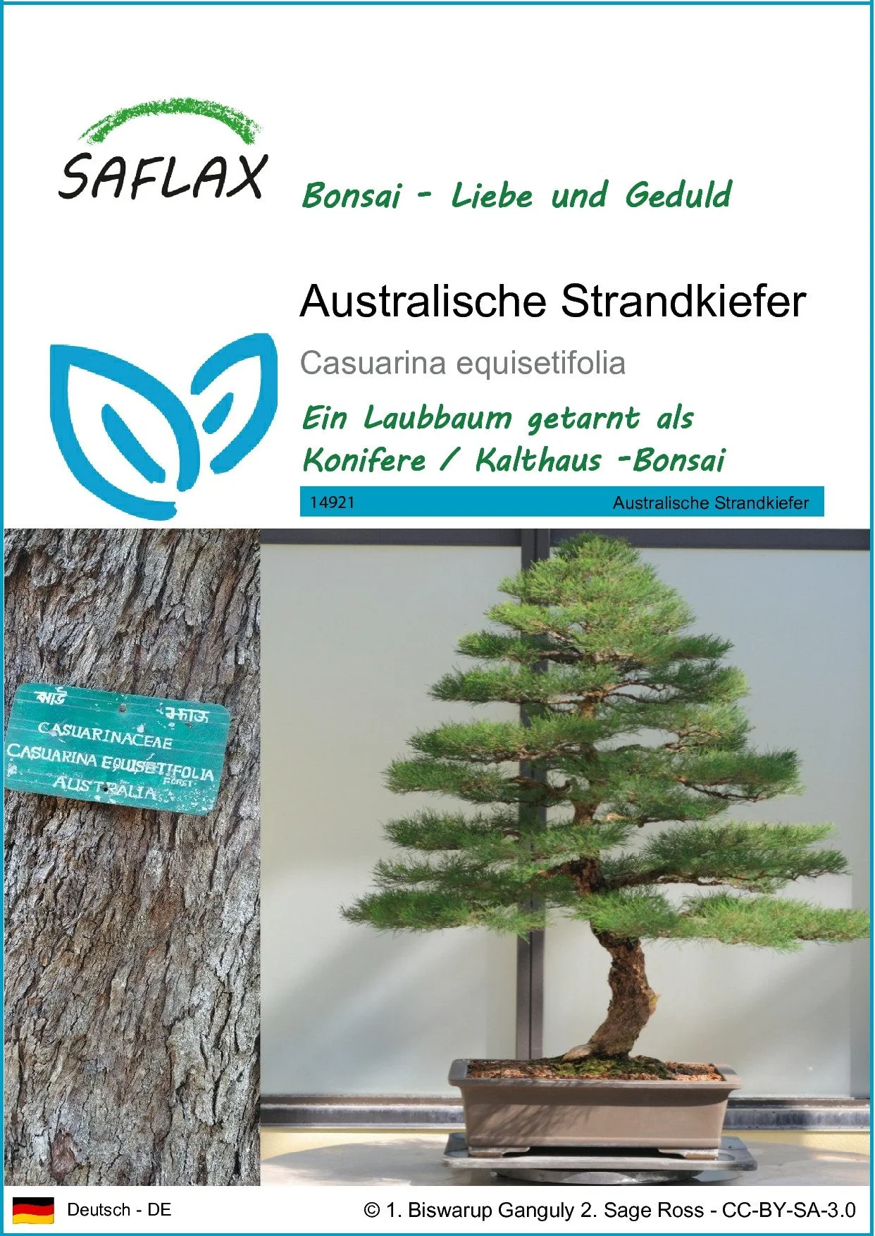 SAFLAX Samen Australische Strandkiefer Saatgut für Anzucht