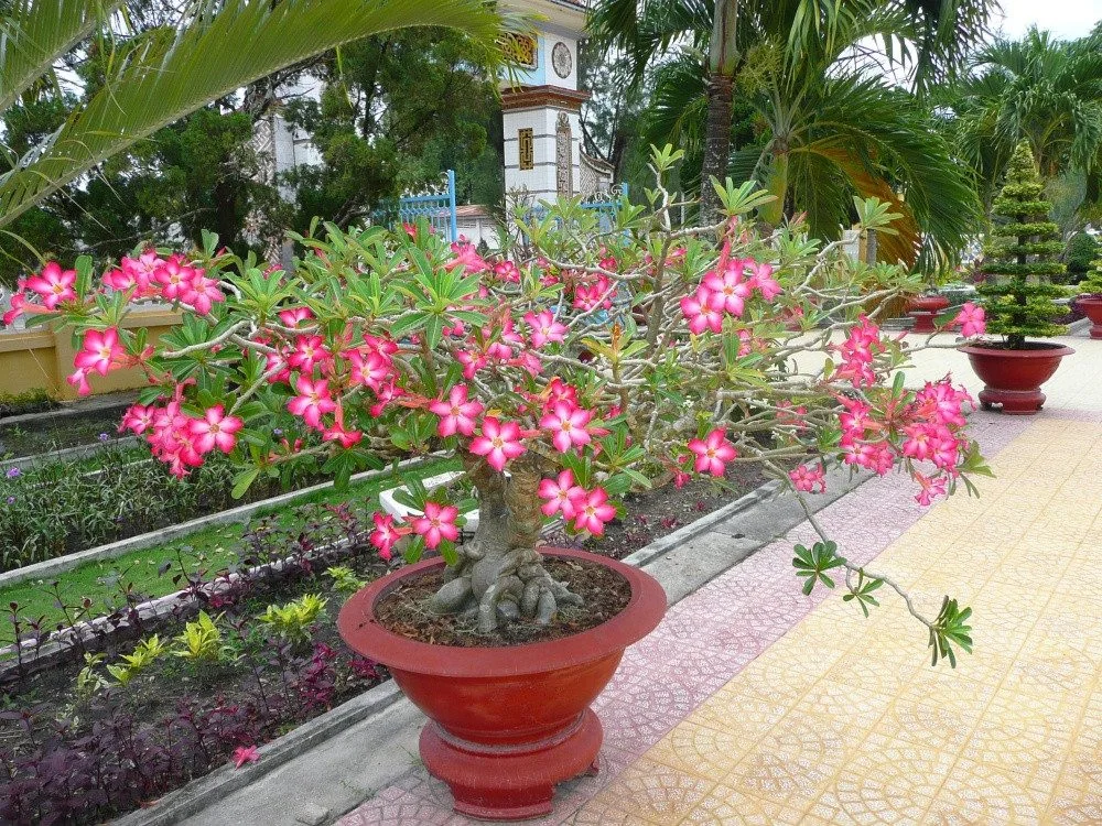 SAFLAX Wüstenrose Samen Adenium obesum Blumensamen